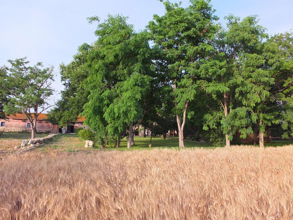 Agriturismo Casal Taccone Apartment Tarquinia Cameră foto